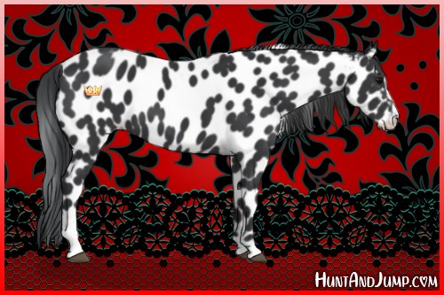 Horse Color:Black Sabino Leopard