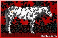 Horse Color:Black Sabino Leopard