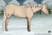 Horse Color:Silver Classic Champagne Dun 