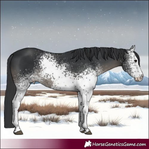 Horse Color:White Spotted Black
