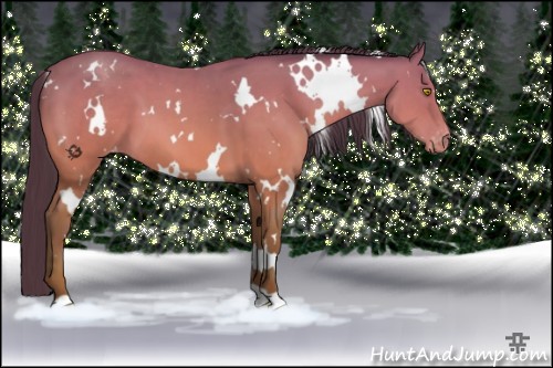 Horse Color:White Spotted Amber Champagne Appaloosa 