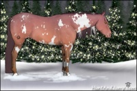 Horse Color:White Spotted Amber Champagne Appaloosa 