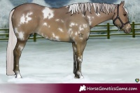 Horse Color:White Spotted Silver Brown Dun 