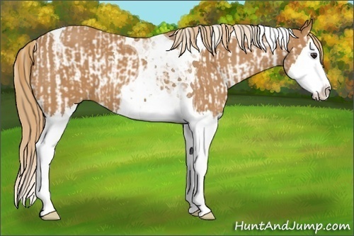 Horse Color:Chestnut Splash Tobiano  and Chestnut Splash Tobiano 