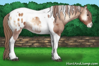 Horse Color:Red Onyx Tobiano Appaloosa Rabicano