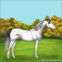 Horse Color:Bay Splash Tobiano  and Bay Splash Tobiano 