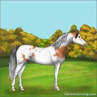 Horse Color:Bay Splash Tobiano  and Bay Splash Tobiano Frame 