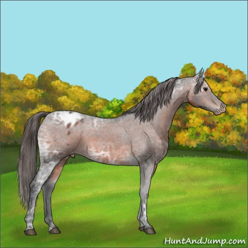 Horse Color:Brown Ice Appaloosa 