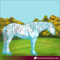 Horse Color:Thunderstruck Bay Splash Tobiano and Thunderstruck Bay Splash Tobiano Appaloosa