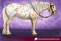 Horse Color:Palomino Appaloosa