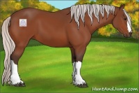 Horse Color:Silver Bay 