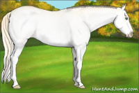 Horse Color:White Spotted Gold Cream Champagne Dun Splash 