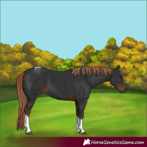 Horse Color:Gray Liver Chestnut Tobiano 