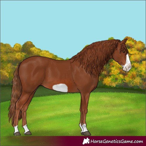 Horse Color:Chestnut Frame 