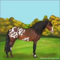 Horse Color:Brown Frame Appaloosa 