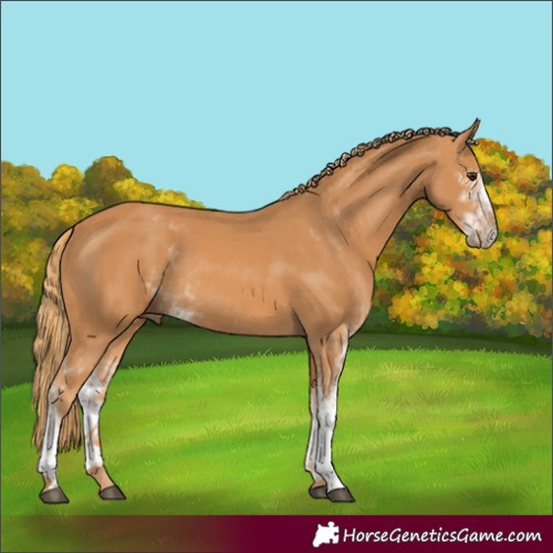 Horse Color:Chestnut Sabino 