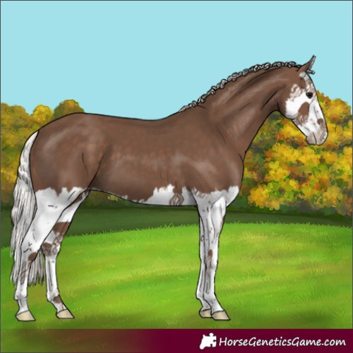 Horse Color:Silver Black Splash 