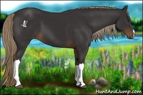 Horse Color:Liver Chestnut 