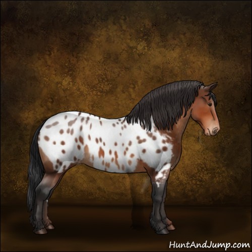 Horse Color:Bay Appaloosa