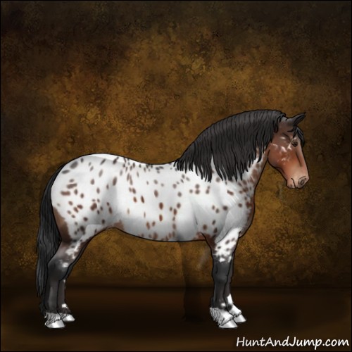 Horse Color:Brown Appaloosa 