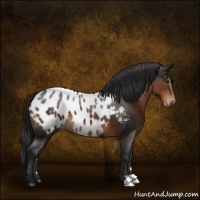 Horse Color:Brown Appaloosa 