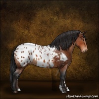 Horse Color:Bay Appaloosa 