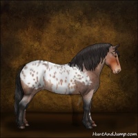 Horse Color:Bay Roan Appaloosa 