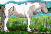 Horse Color:Brown Tobiano Appaloosa