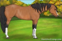 Horse Color:Bay Rabicano 