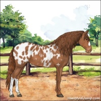 Horse Color:Chestnut Blanket 