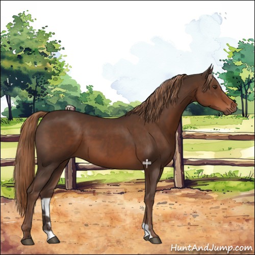 Horse Color:Liver Chestnut 