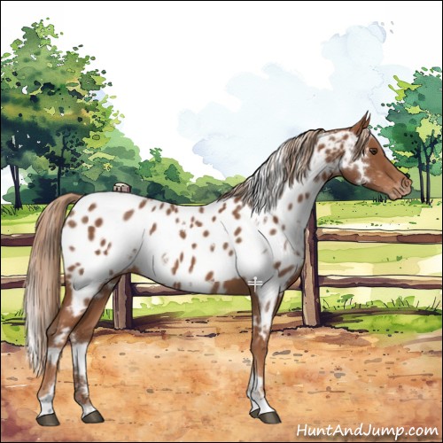 Horse Color:White Spotted Chestnut Near Leopard 