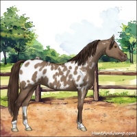 Horse Color:Liver Red Dun Appaloosa 