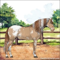 Horse Color:White Spotted Red Dun Appaloosa 