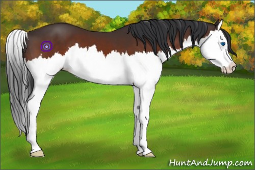 Horse Color:Bay Sabino Splash 