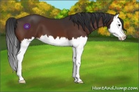 Horse Color:Bay Splash 