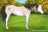 Horse Color:Amber Champagne Dun Sabino Splash 