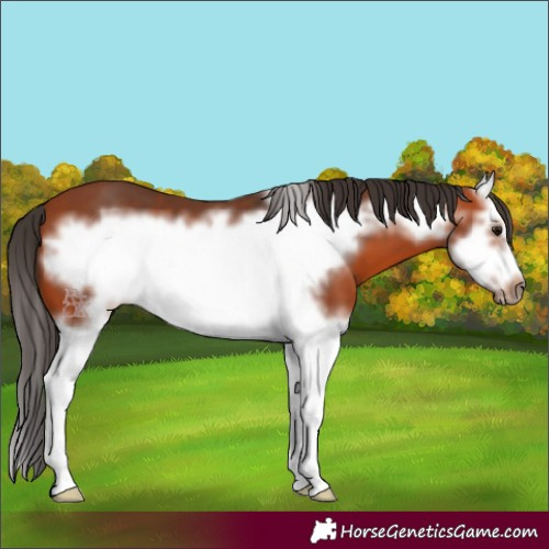 Horse Color:Bay Splash Frame 