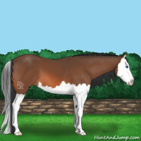 Horse Color:Bay Splash 