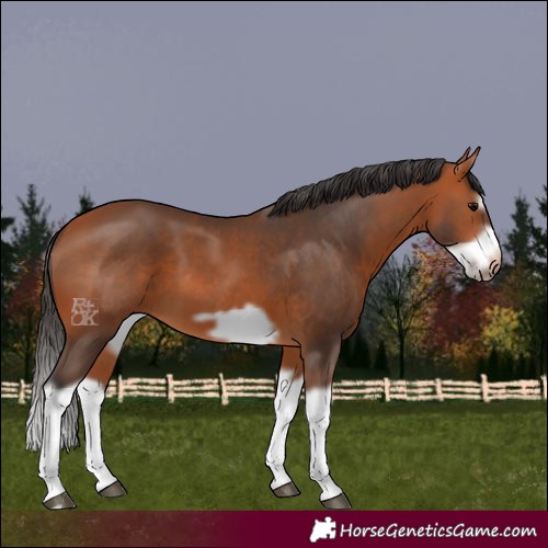 Horse Color:Bay Splash Frame 