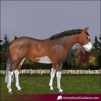 Horse Color:Bay Splash Frame