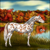 Horse Color:Chestnut Appaloosa