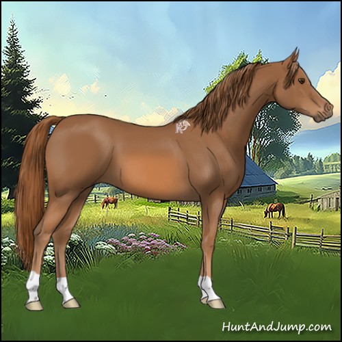 Horse Color:Chestnut 