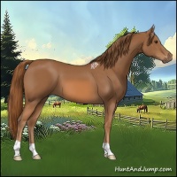 Horse Color:Chestnut 