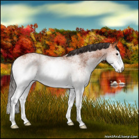 Horse Color:White Spotted Bay Splash Rabicano 