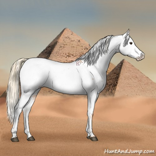 Horse Color:Chestnut Appaloosa 