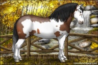 Horse Color:Bay Splash Frame 