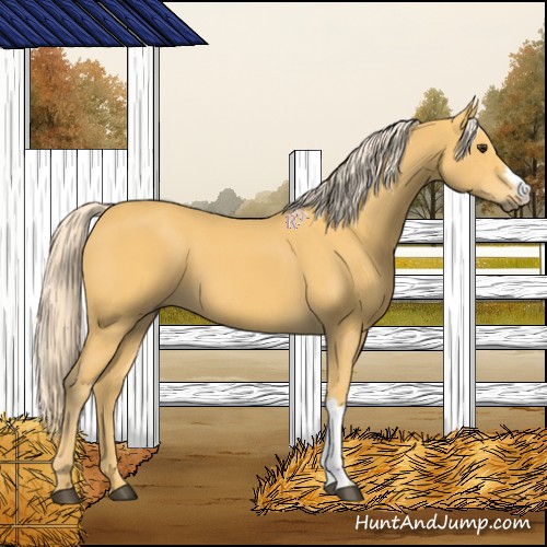 Horse Color:Palomino