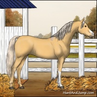 Horse Color:Palomino 