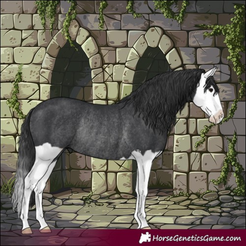 Horse Color:Black Splash Rabicano 